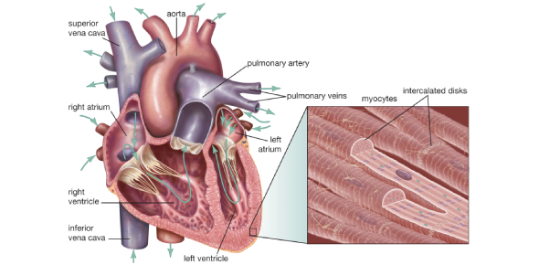 Cardiac Muscle Study Questions Bank - ProProfs Quiz